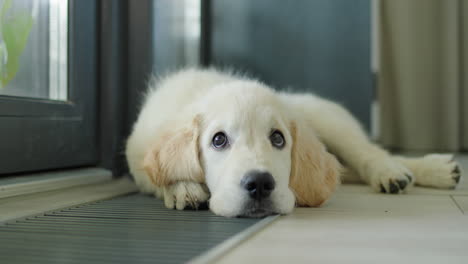 A-cute-puppy-lies-on-an-in-floor-convector,-warming-up-from-the-house-heating-system