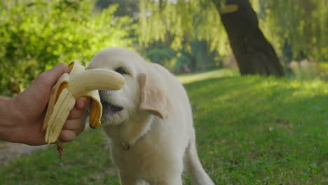 Un-Gracioso-Cachorro-De-Golden-Retriever-Come-Un-Plátano-De-La-Mano-Del-Dueño
