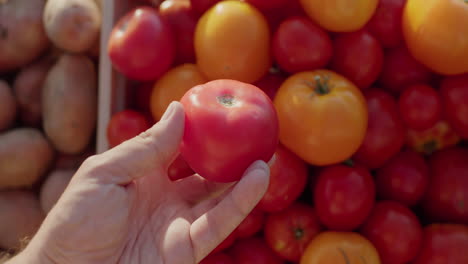 A-customer's-hand-holds-tomato-over-the-counter-at-a-farmers'-market.-First-person-view