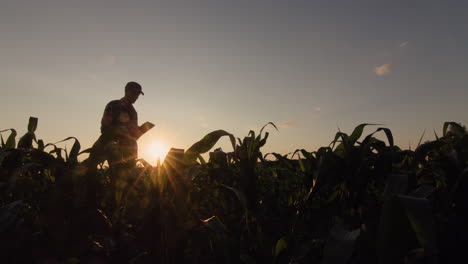 Silhouette-of-a-male-farmer-in-a-corn-field.-Uses-a-tablet-at-sunset.-Wide-lens-shot