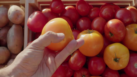 A-customer's-hand-holds-yellow-tomato-over-the-counter-at-a-farmers'-market.-POV-view