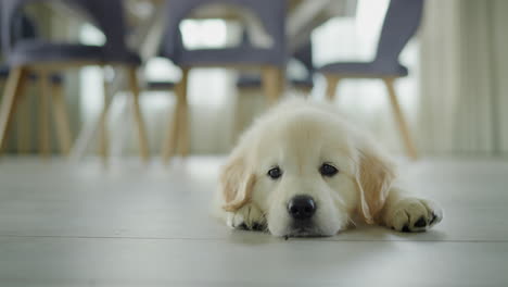 A-cute-puppy-lies-on-the-floor-in-the-dining-room,-waiting-for-a-tasty-treat-from-the-owner