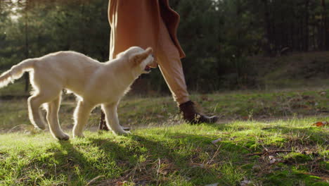 A-woman-is-walking-in-the-forest-with-a-cute-golden-retriever-puppy-running-next-to-her-feet.