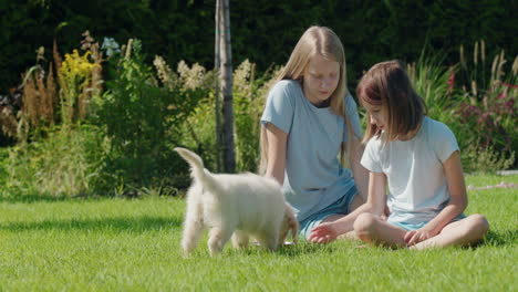 Two-children-are-feeding-a-puppy-on-a-green-lawn-in-the-backyard-of-the-house