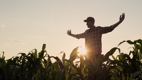A-young-male-farmer-raises-his-hands-over-a-field-of-corn.-A-gesture-of-success-and-joy