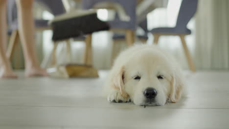 A-woman-is-sweeping-the-floor-in-the-kitchen,-in-the-foreground-a-cute-puppy-of-a-golden-retriever-is-napping