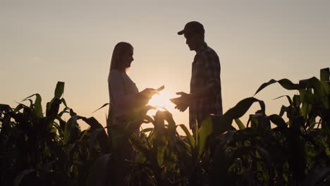 Two-male-and-female-farmers.-They-work-in-the-field-of-corn-at-sunset,-use-a-tablet