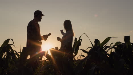 Silhouettes-of-two-male-and-female-farmers.-They-work-in-the-field-of-corn-at-sunset,-use-a-tablet