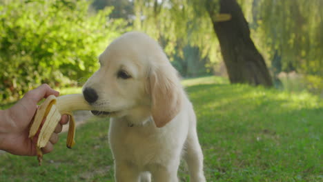 Funny-golden-retriever-puppy-eats-a-banana-from-the-owner's-hand