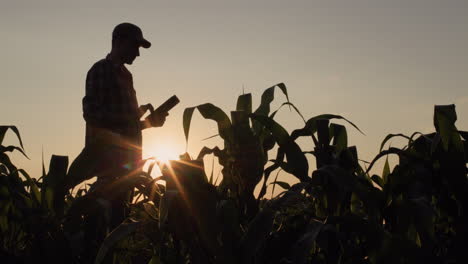 Silhouette-of-a-male-farmer-in-a-corn-field.-Uses-a-tablet-at-sunset