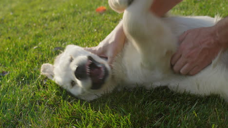 A-man-plays-with-a-golden-retriever-puppy-on-a-green-lawn.-Side-view