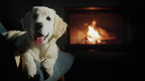 Portrait-of-a-golden-retriever-resting-in-a-chair-against-the-backdrop-of-a-burning-fireplace