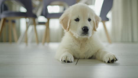 A-golden-retriever-puppy-is-resting-on-the-floor-in-the-kitchen.-Waiting-for-a-tasty-treat-from-the-owner