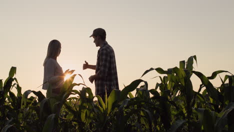 Silhouettes-of-two-farmers.-Chatting-against-the-backdrop-of-a-corn-field-at-sunset