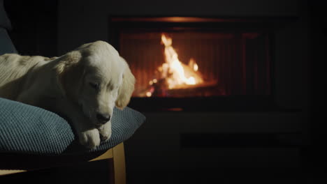 The-dog-lies-in-a-chair-near-a-burning-fireplace