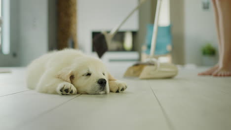 Dog-owner-sweeping-the-floor,-golden-retriever-puppy-sleeping-in-the-foreground
