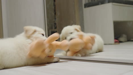 Lustiger-Hund-Spielt-Mit-Einem-Teddybären-In-Der-Nähe-Des-Spiegels