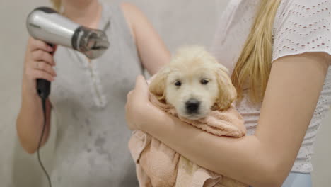 Dog-owner-drying-puppy-with-hairdryer-after-bath