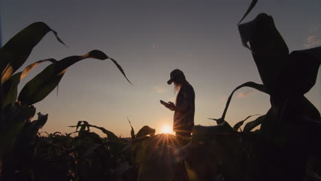 A-young-farmer-woman-stands-in-a-corn-field-at-sunset.-Uses-a-tablet