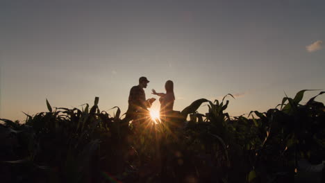 Male-and-female-farmers.-They-work-in-the-field-of-corn-at-sunset,-use-a-tablet.-Wide-shot