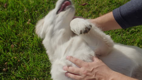 The-owner-plays-with-a-mischievous-golden-retriever-puppy,-who-lies-on-the-grass-and-gets-confused-to-bite-the-man's-hands
