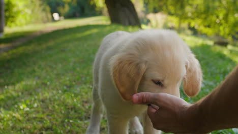 A-cute-puppy-runs-to-his-owner's-hand.-Takes-a-treat-from-your-hand.-Slow-motion-4k-video