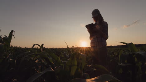 Farmer-woman-stands-in-a-corn-field-at-sunset.-Uses-a-tablet.-4k-video
