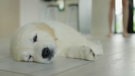 A-woman-is-cleaning-the-floor-with-a-mop-in-the-kitchen,-a-cute-puppy-of-a-golden-retriever-is-napping-in-the-foreground