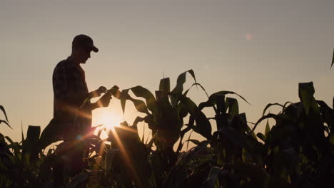 A-farmer-works-in-his-corn-field-at-sunset.-Uses-a-tablet.-Technologies-in-agriculture
