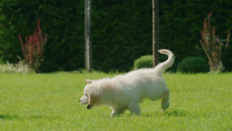 Fluffy-golden-retriever-puppy-runs-on-the-green-lawn-behind-the-owner's-feet