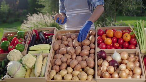 Ein-Verkäufer-Mit-Handschuhen-Arrangiert-Saisonales-Gemüse-An-Der-Markttheke-Eines-Bauern.