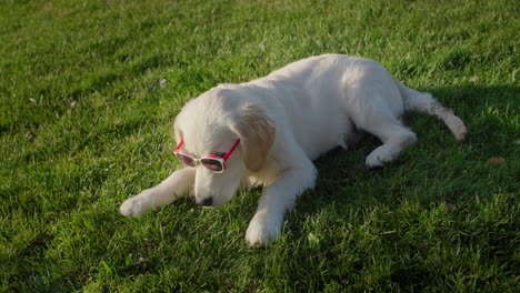 Lustiger-Hund-Mit-Sonnenbrille,-Der-Auf-Dem-Rasen-Liegt