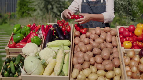 Una-Mujer-Coloca-Verduras-En-El-Mostrador-Y-Las-Comercializa-En-El-Mercado-De-Agricultores.-En-Primer-Plano-Hay-Una-Caja-De-Patatas