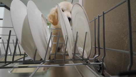 Golden-retriever-puppy-eats-and-licks-scraps-from-the-dishwasher.