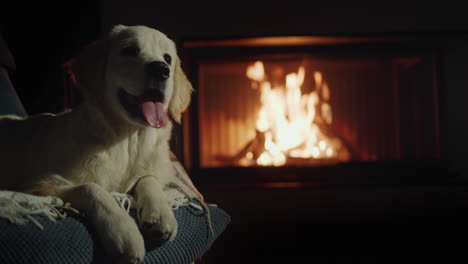 Cute-teenage-golden-retriever-puppy-resting-in-a-soft-chair-against-the-background-of-a-fireplace