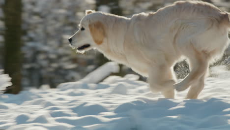Un-Cachorro-De-Golden-Retriever-Corre-Por-Un-Parque-Nevado.-Vídeo-En-Cámara-Lenta