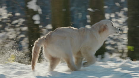 A-dog-runs-quickly-through-fluffy-snow,-slow-motion-video-4k