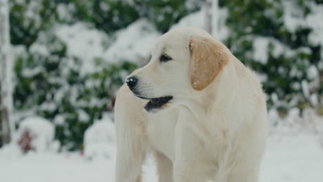 Portrait-of-a-golden-retriever-in-a-snowy-backyard-at-home