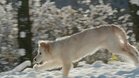 A-golden-retriever-puppy-runs-through-a-snowy-park.-Slow-motion-video
