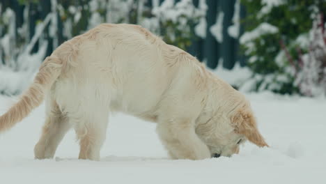 Un-Cachorro-De-Golden-Retriever-Adolescente-Vio-La-Nieve-Por-Primera-Vez-Mientras-Jugaba-En-La-Nieve-En-El-Patio-Trasero-De-La-Casa.