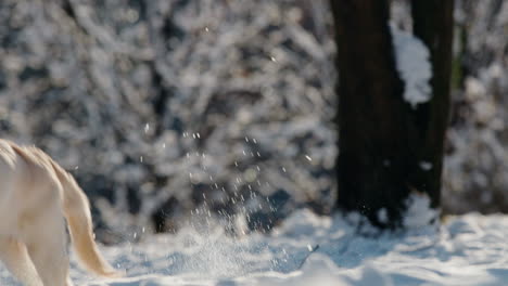 A-golden-retriever-runs-quickly-through-a-snowy-winter-forest.-Slow-motion-4k-video