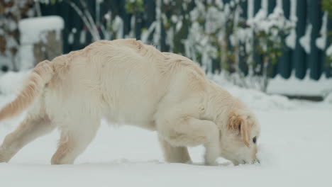 Golden-retriever-walks-through-the-snow-in-the-backyard-of-the-house,-enjoying-the-first-snow