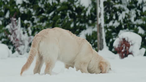 Un-Cachorro-De-Golden-Retriever-Adolescente-Vio-La-Nieve-Por-Primera-Vez-Mientras-Jugaba-En-La-Nieve-En-El-Patio-Trasero-De-La-Casa.