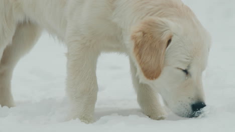Portrait-of-an-energetic-golden-retriever-digging-in-the-fluffy-snow