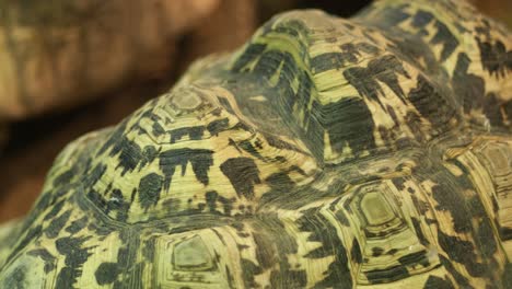 Big-turtle-resting-close-up