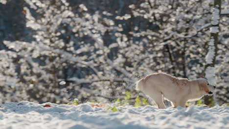 A-dog-runs-quickly-through-fluffy-snow,-slow-motion-video