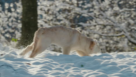 A-golden-retriever-runs-through-the-snow-towards-its-owner.-Snow-flies-from-under-his-paws,-slow-motion-cinematic-video