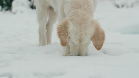 A-teenage-golden-retriever-puppy-saw-snow-for-the-first-time,-playing-in-the-snow-in-the-backyard-of-the-house.