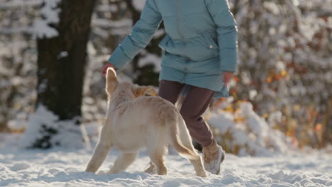 Middle-aged-woman-having-fun-in-winter-park---throwing-snow-on-her-golden-retriever-dog