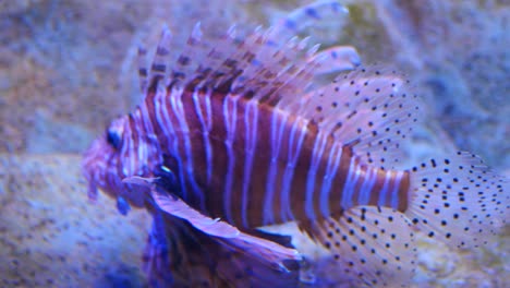 Aquarium-fish-in-water-close-up